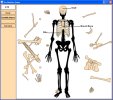 Skeleton Bone Builder v1.2
