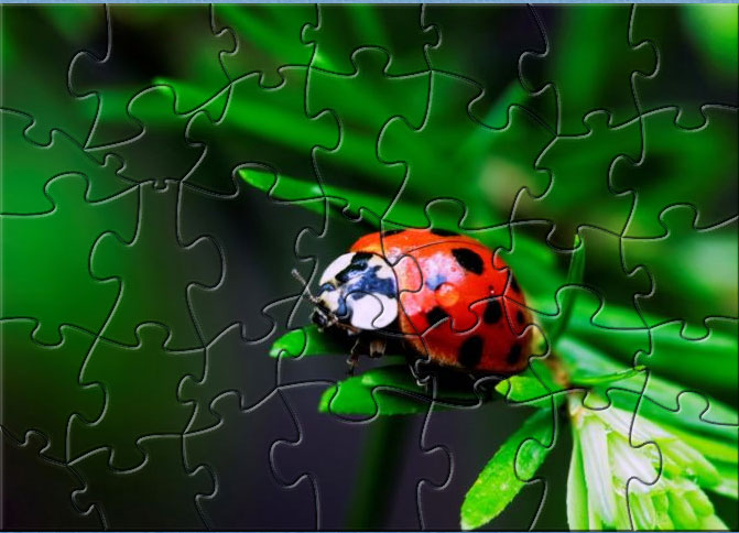 The Bug Puzzle