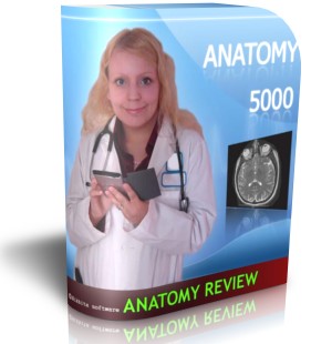 ANATOMY REVIEW