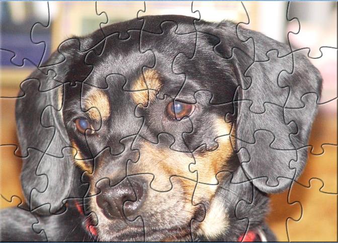 Senior Dog - Puzzle