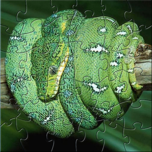 Green Snake Puzzle