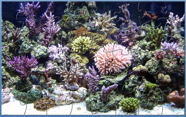 ND Corals Puzzle