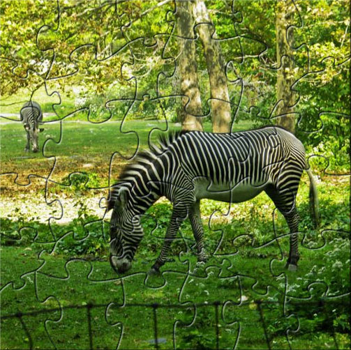 zebra print border softwares free download freewares
