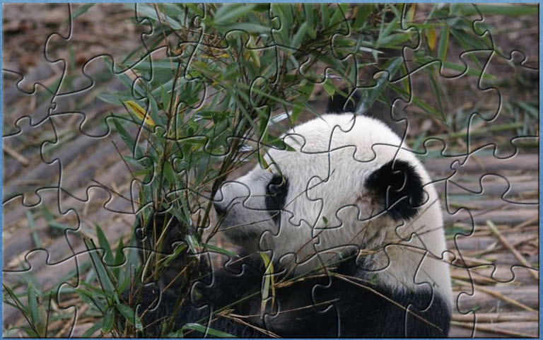 China Panda Puzzle