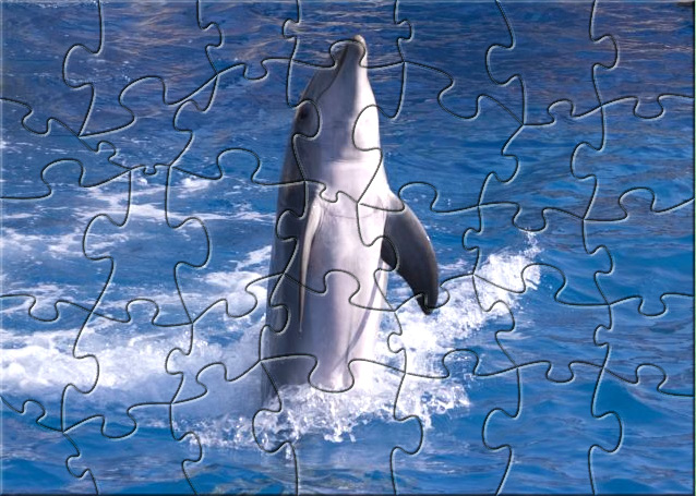 FI2 Dolphin Puzzle