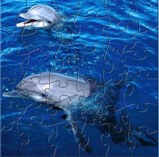 two dolphin puzzles